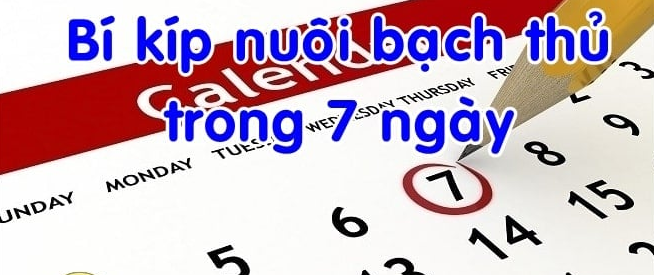 nuoi lo khung 7 ngay
